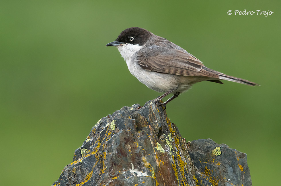 Curruca mirlona (Sylvia hortensis)